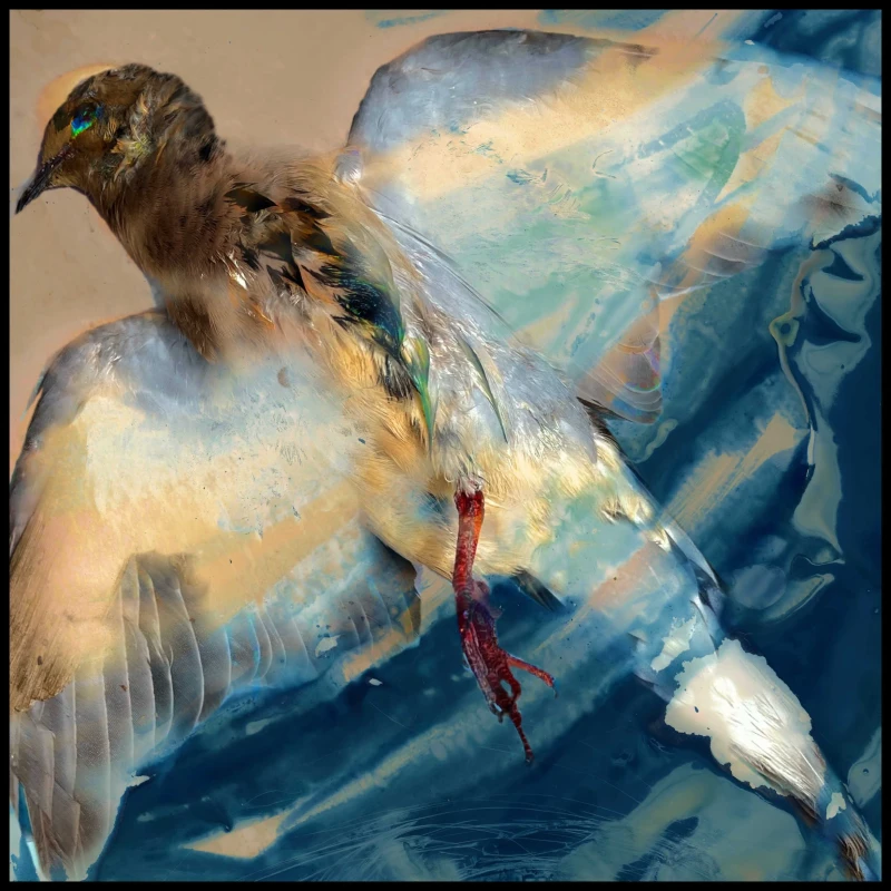 Bird, cyanotype print