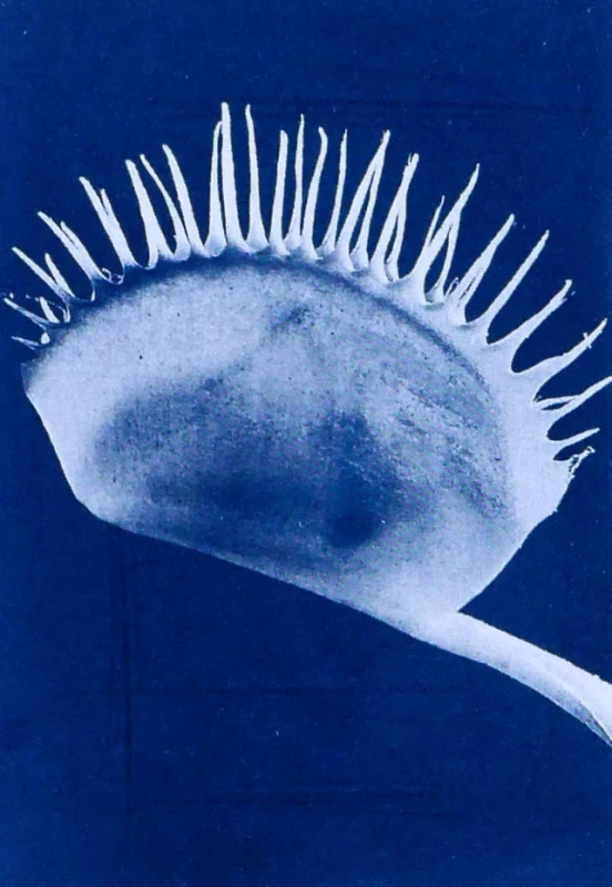 Fly Trap, cyanotype print