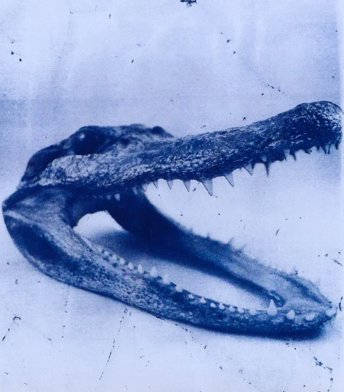 Gator Head, cyanotype print
