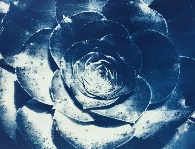 Petals, cyanotype print