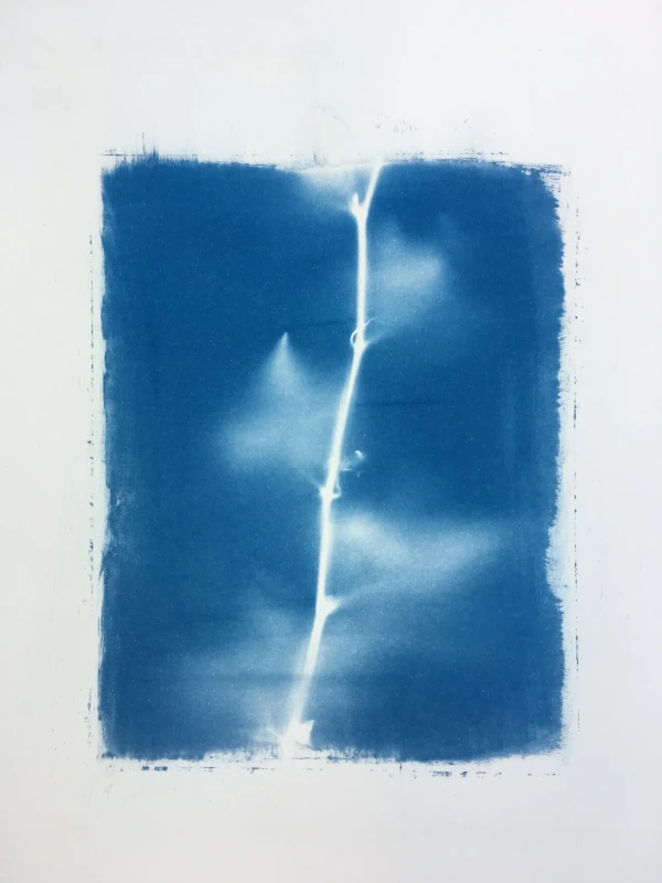 Vine, cyanotype print